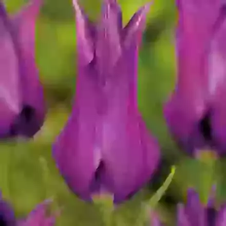 Purple Dream